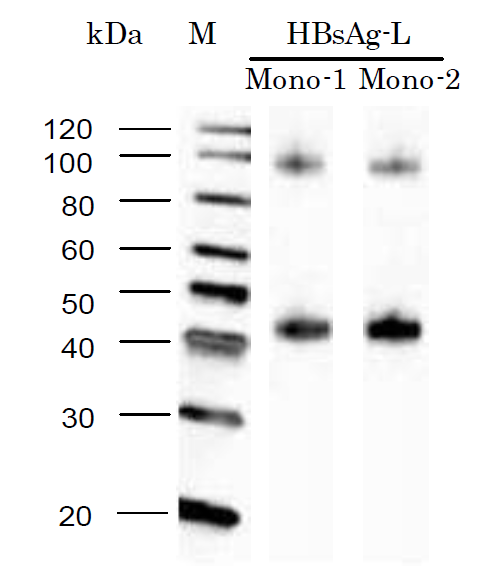 BCL-AB-01_F2.png