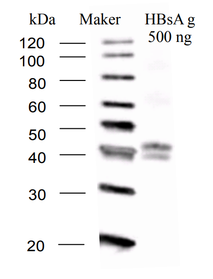 BCL-AB-01_F3.png