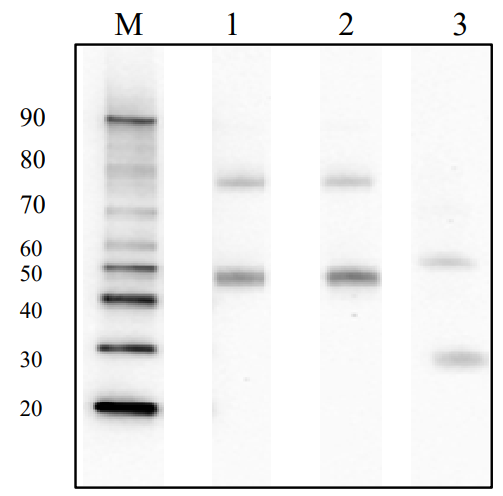 BCL-ABPS-01-F2.png