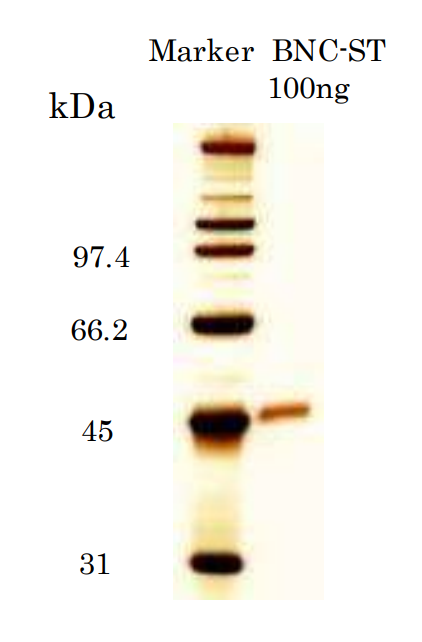 BCL-AGS-02.png