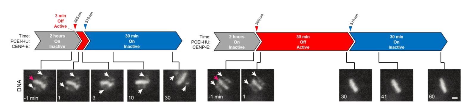 CENP-E_Inhibitor-F9.png