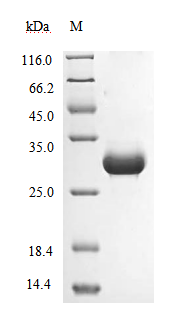 CSB-AP361972TIQ-SDS.jpg