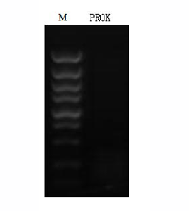 CSB-AP361972TIQ_Fig1