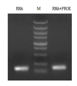 CSB-AP361972TIQ_Fig2