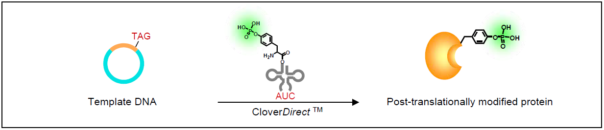 CloverDirect-F4.png