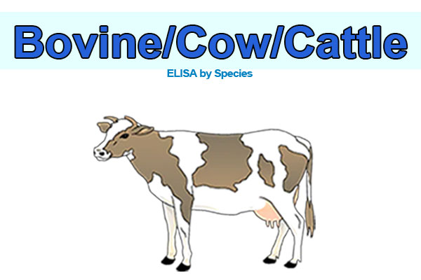 Bovine (cow) ELISA kits