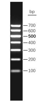 Gel image of the 100 to 700 bp DNA marker, 2% TAE agarose gel stained with EB, 5 microL loaded