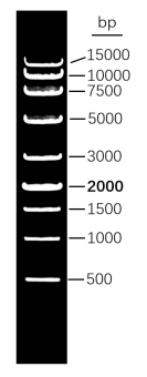 Gel image of the 500 to 15,000 bp DNA marker, 0.8% TAE agarose gel stained with EB, 5 microL loaded