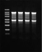DM170_fig2.gif