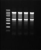DM170_fig3.gif
