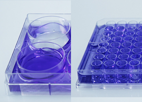 EDGE_plate3.png