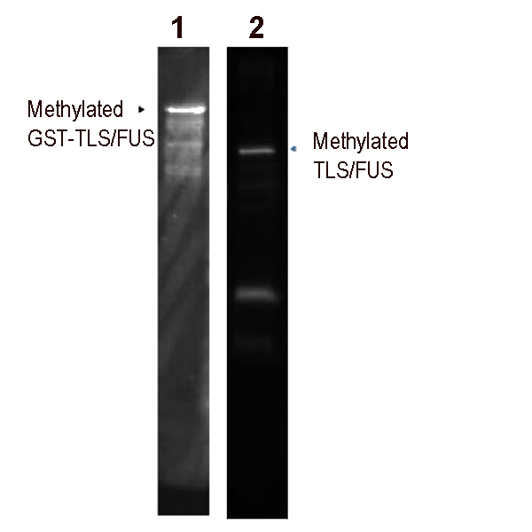 FDV-0007_fig11.png