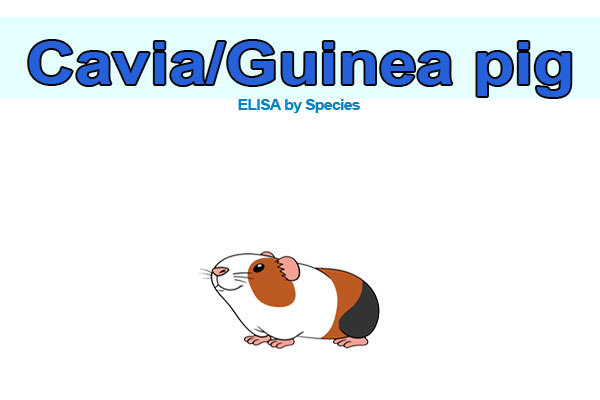 Guinea pig ELISA kits