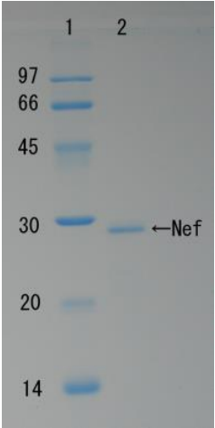 HIV-1_Nef