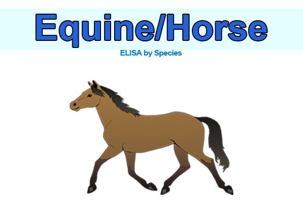 Equine (horse) ELISA kits