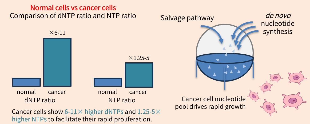Nucleotide synthesis inhibition for cancer cell proliferation suppression