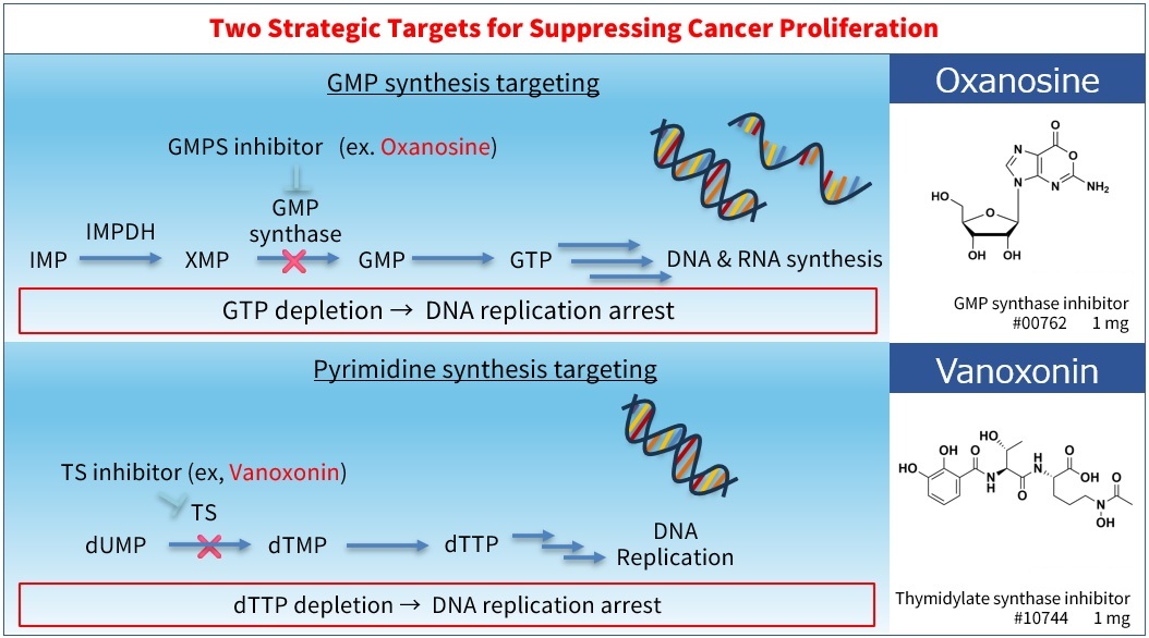 Growth arrest via inhibition of GMP synthesis