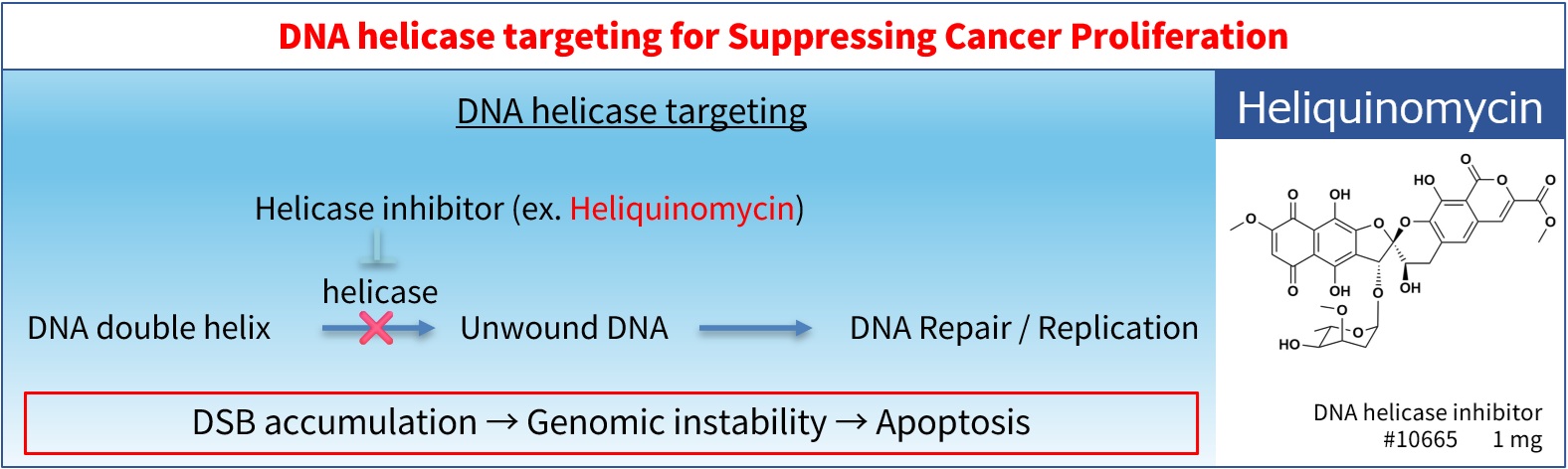 Genome Destabilization via DNA Helicase Inhibition