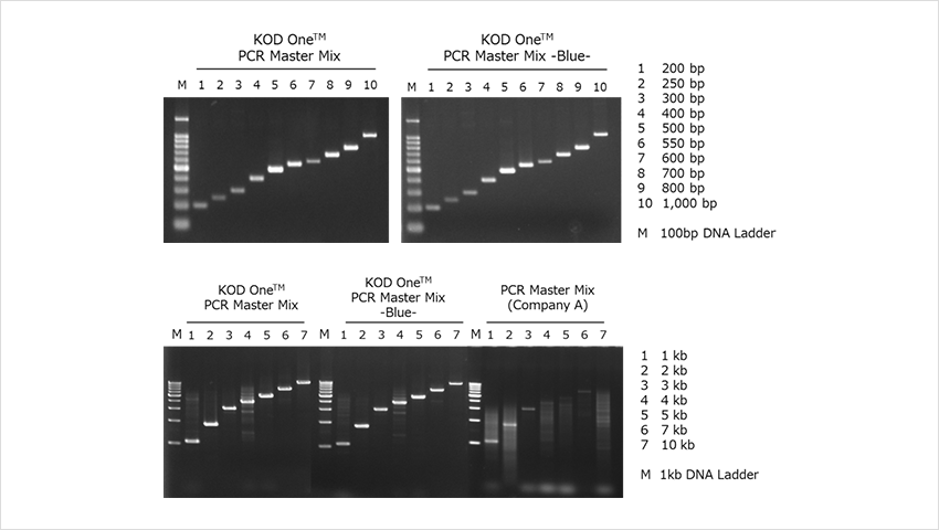 Fast PCR amplification of various targets with KOD One PCR Master Mix