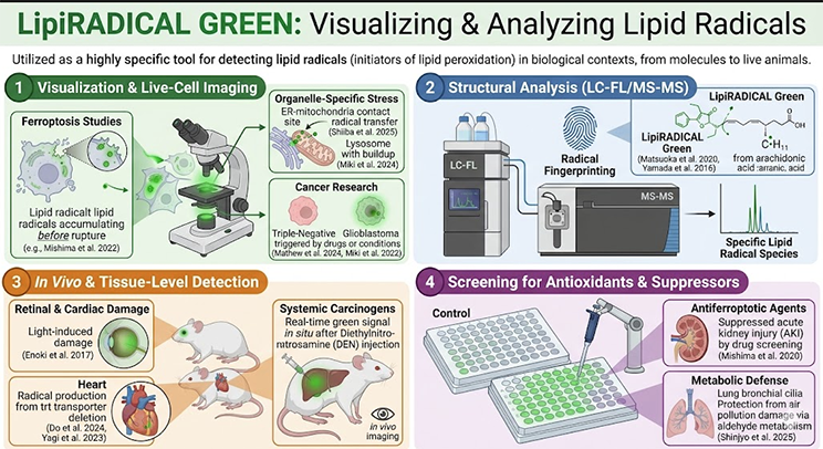 LipiRADICAL Green lipid radical detection reagent FNK-FDV-0042 research applications