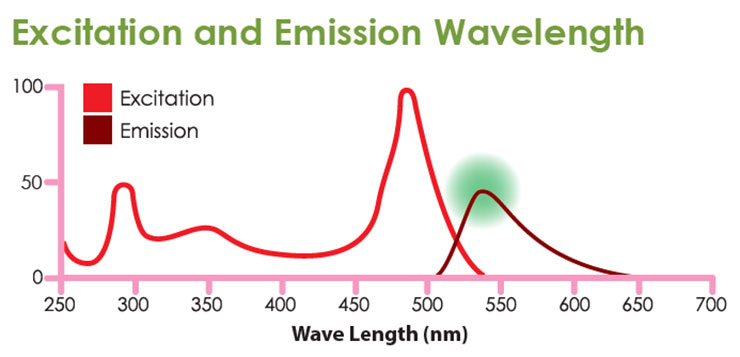 Nucleic-Acid-Staining-Solution_YBB-FYD010-200P_Excitation-and-Emission-Wavelength_Diagnocine