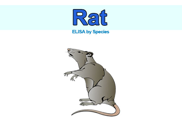 Rat ELISA kits