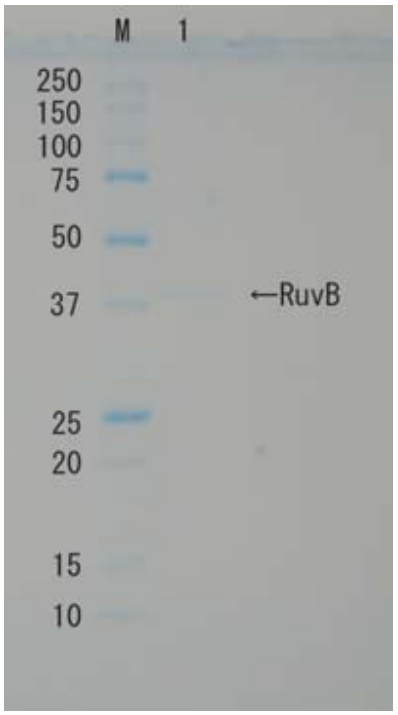 RuvB_Recombinant.png