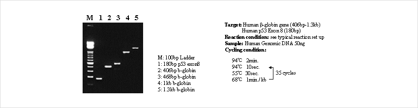 Amplification of 180 bp to 1.3 kb genes from human genomic DNA
