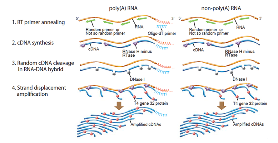 TYB-RML-101-Diagnocine-GenNext™ Shin-RamDA-seq™ Single Cell Stranded Kit