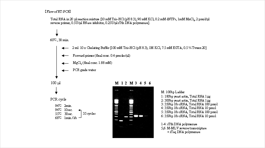 Amplification of yeast actin and human 18s rRNA by RT-PCR