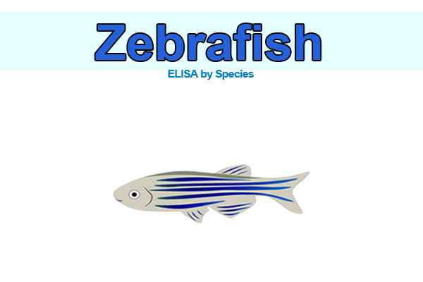 Zebrafish ELISA kits