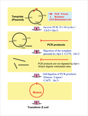 Flow chart of KOD -Plus- mutagenesis kit