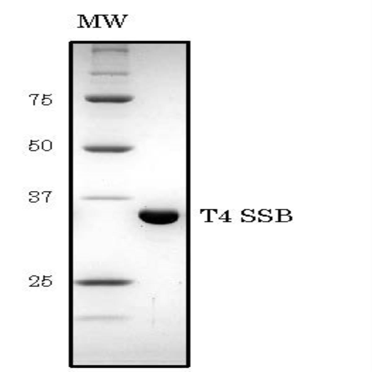 /Content/Upload/Product/02-040_fig1_1200.jpg