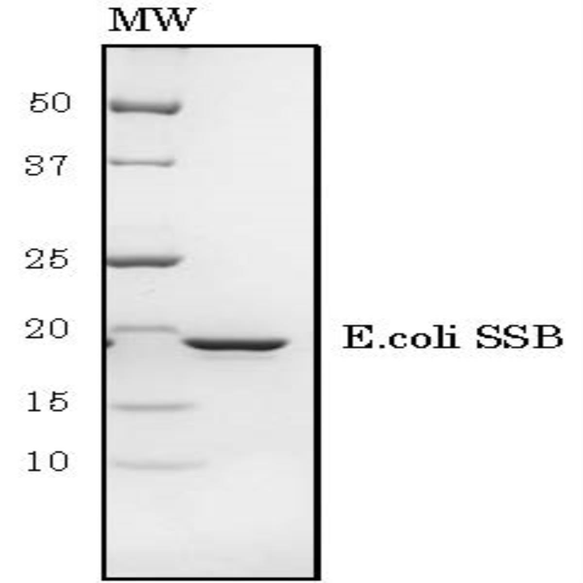 /Content/Upload/Product/02-042_fig1_1200_1.jpg