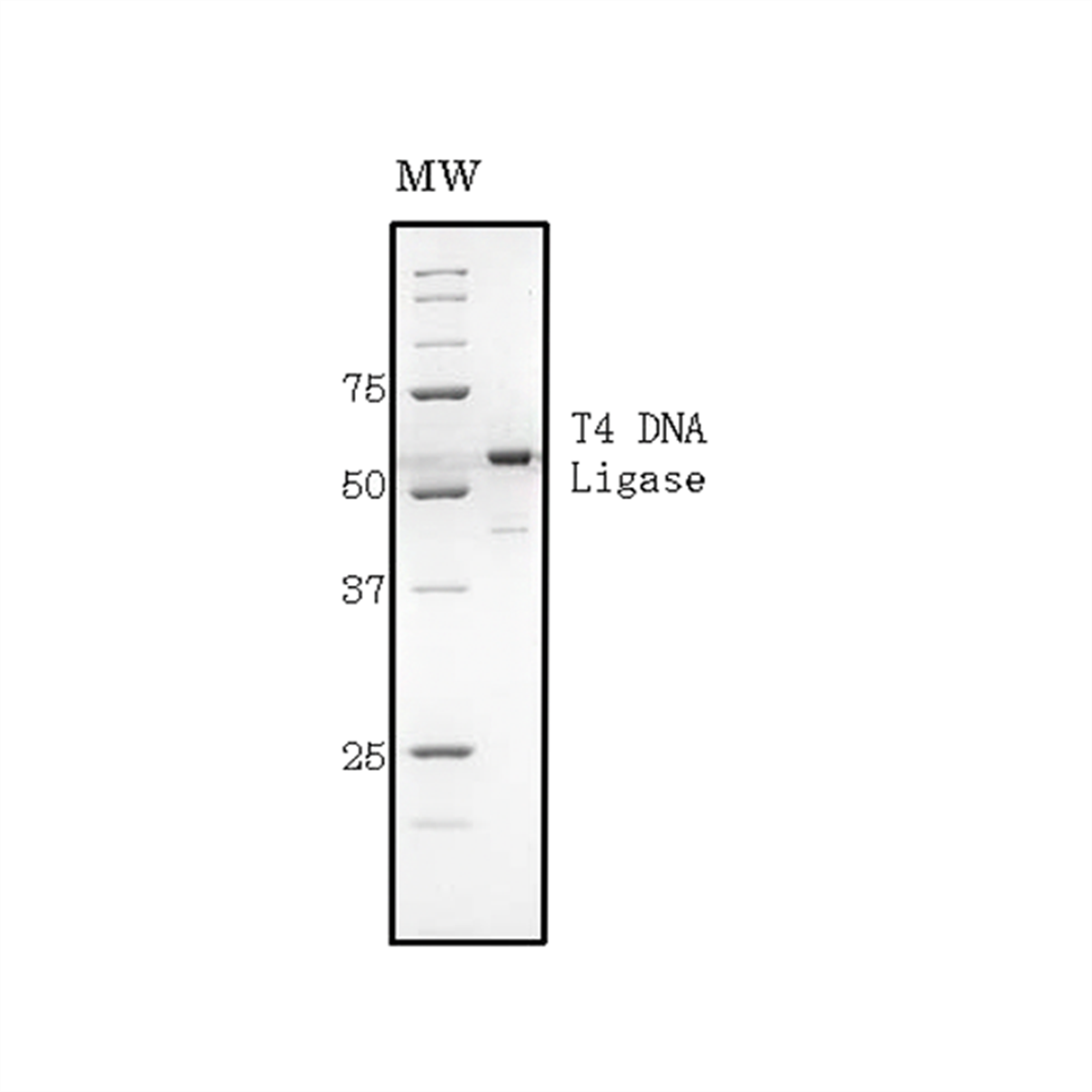/Content/Upload/Product/02-050_fig1_1200_1200_1.png