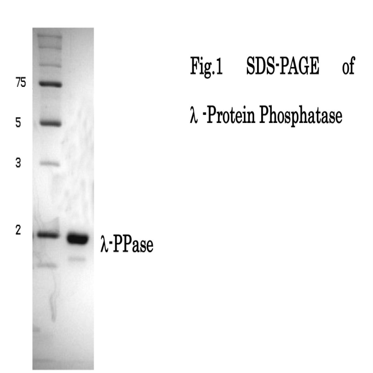 /Content/Upload/Product/02-300_fig1_1200_1.png