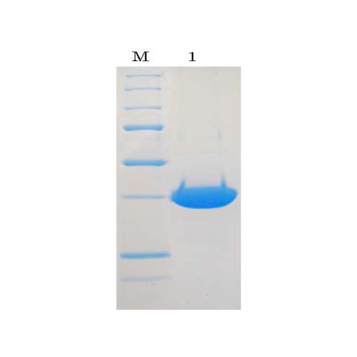 /Content/Upload/Product/10-101_fig1_1_1200.jpg