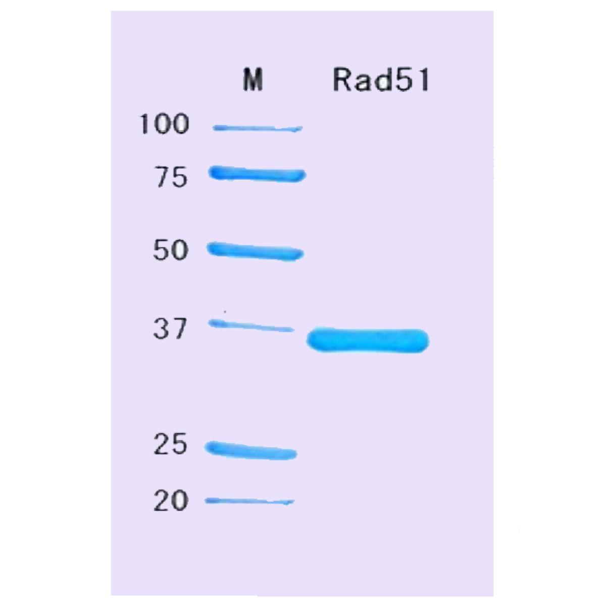 /Content/Upload/Product/10_002_fig1_1200_2.png