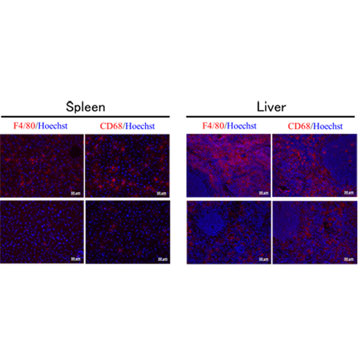 /Content/Upload/Product/16001003_fig2_1200.png
