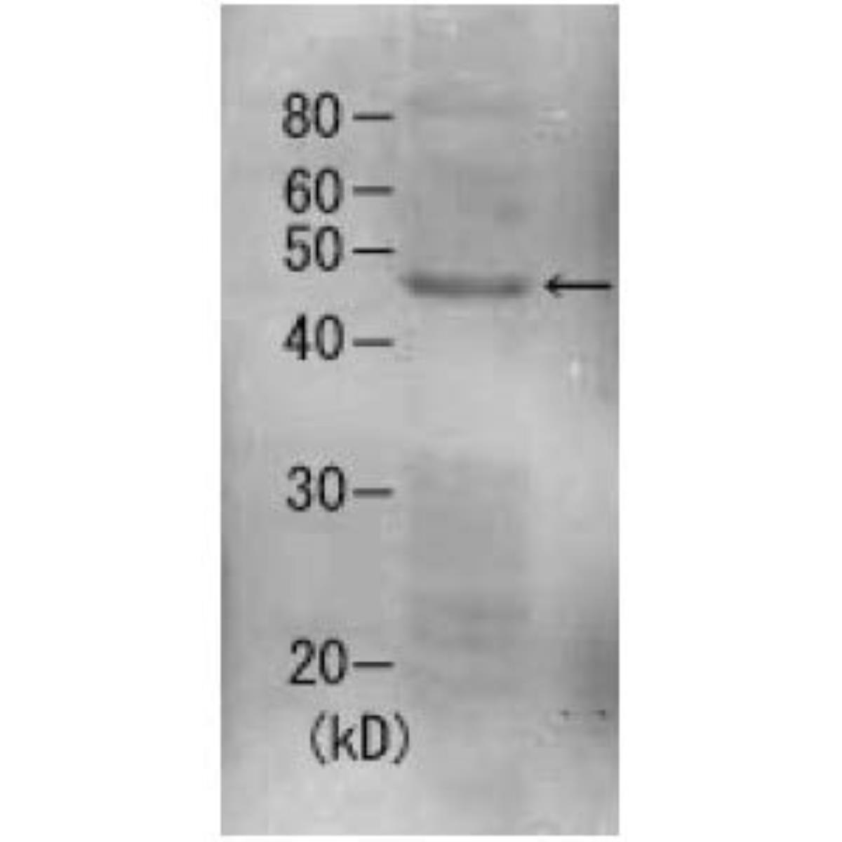 /Content/Upload/Product/62-205_fig1_1200.jpg