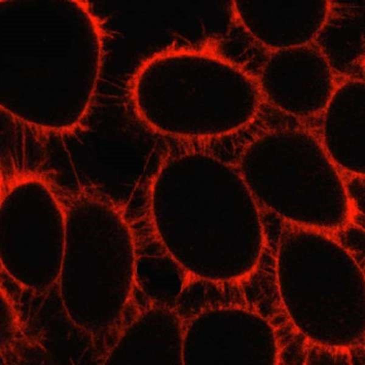 /Content/Upload/Product/648CellMembrane_1200_3.jpg