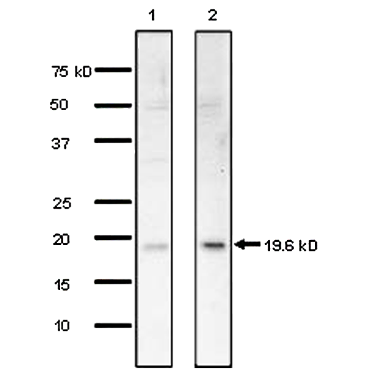 /Content/Upload/Product/70-110_1_1200.png