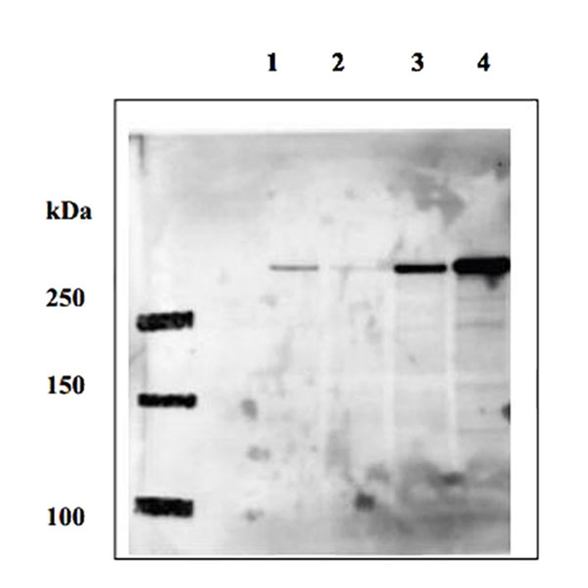 /Content/Upload/Product/70-501_w600_Diagnocine_1200.jpg