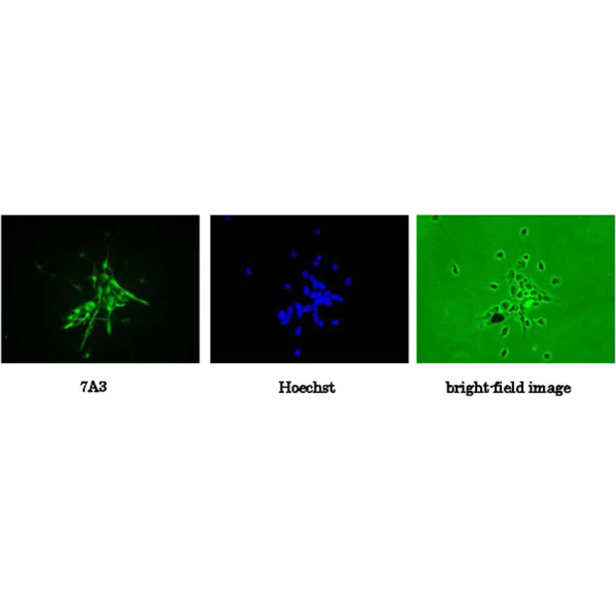 /Content/Upload/Product/73-100_fig1_1200.png