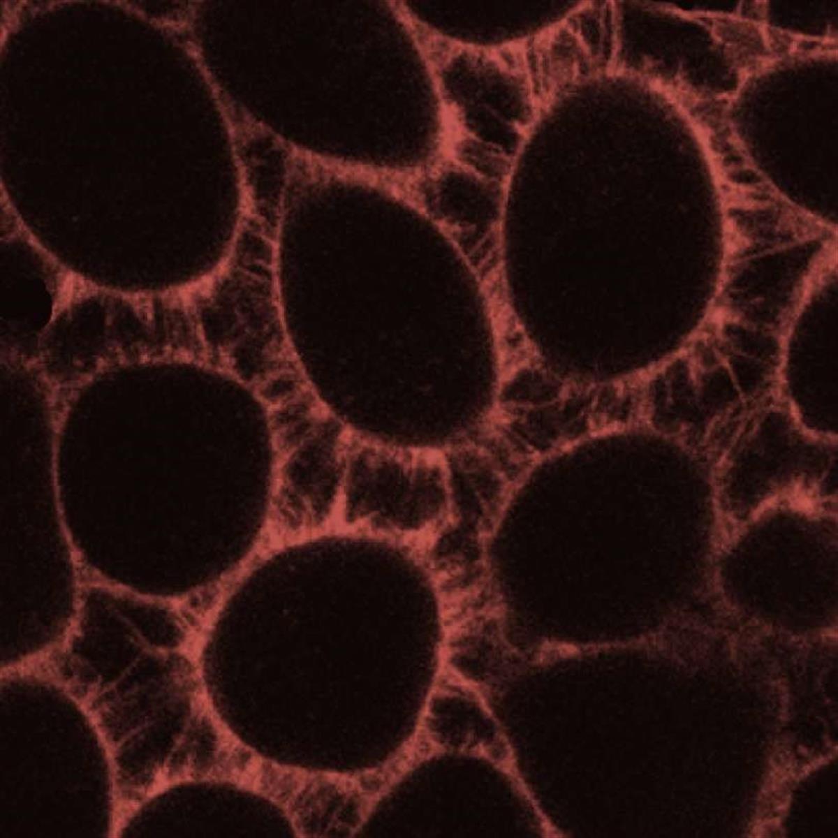 /Content/Upload/Product/749CellMembrane_1200_2.jpg