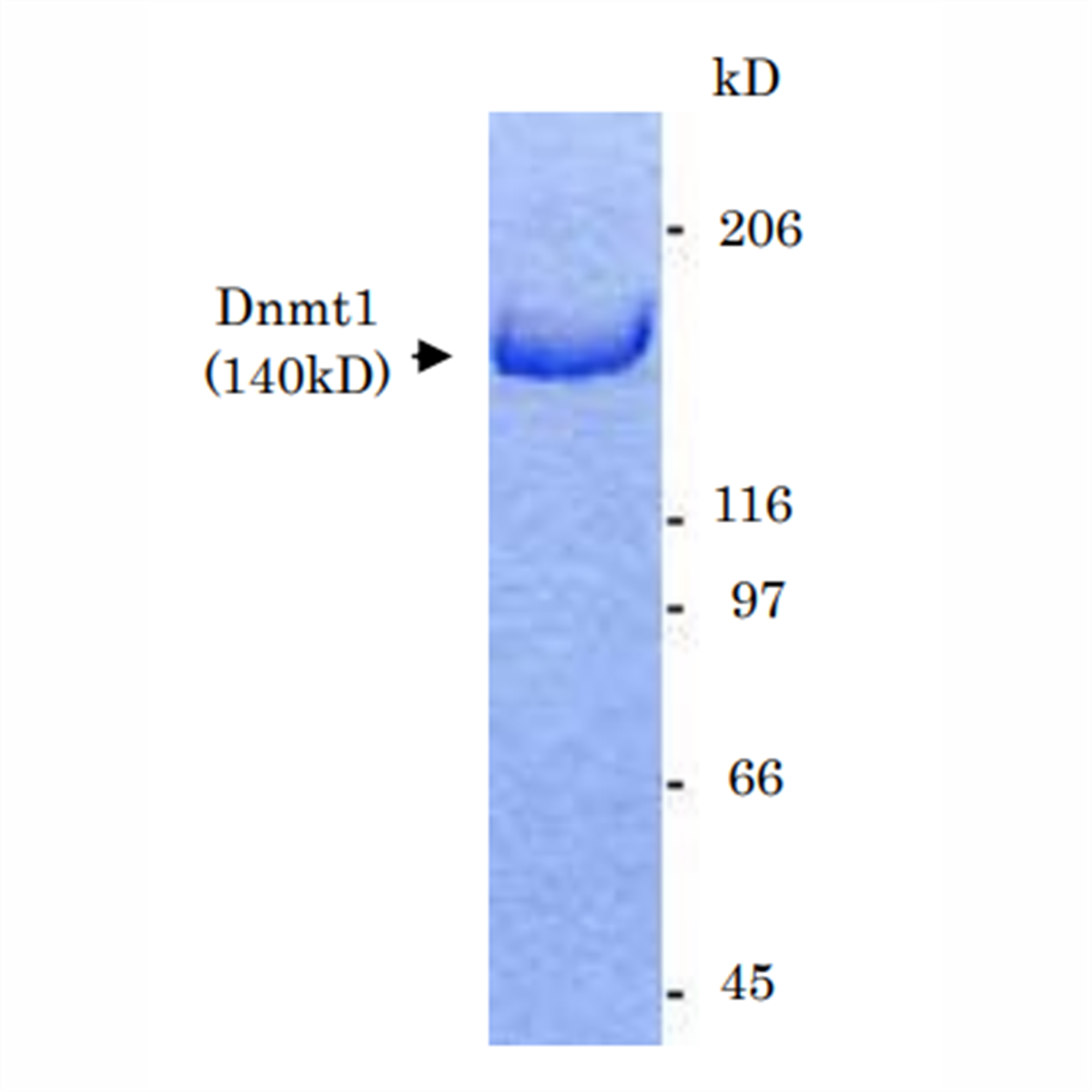 /Content/Upload/Product/Anti-Dnmt1-1_1200.png