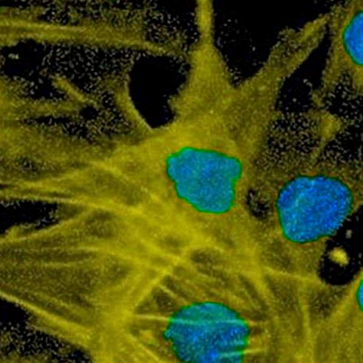 /Content/Upload/Product/BiotinFlamma552_1200.jpg