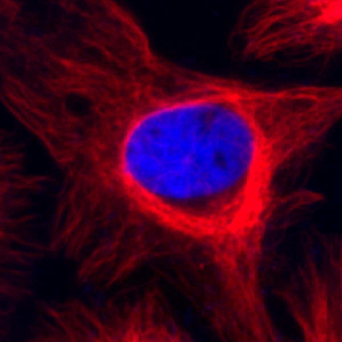 /Content/Upload/Product/BiotinFlamma648_1200.jpg