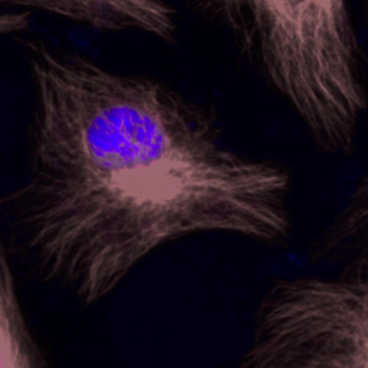 /Content/Upload/Product/BiotinFlamma774_1200_1.jpg