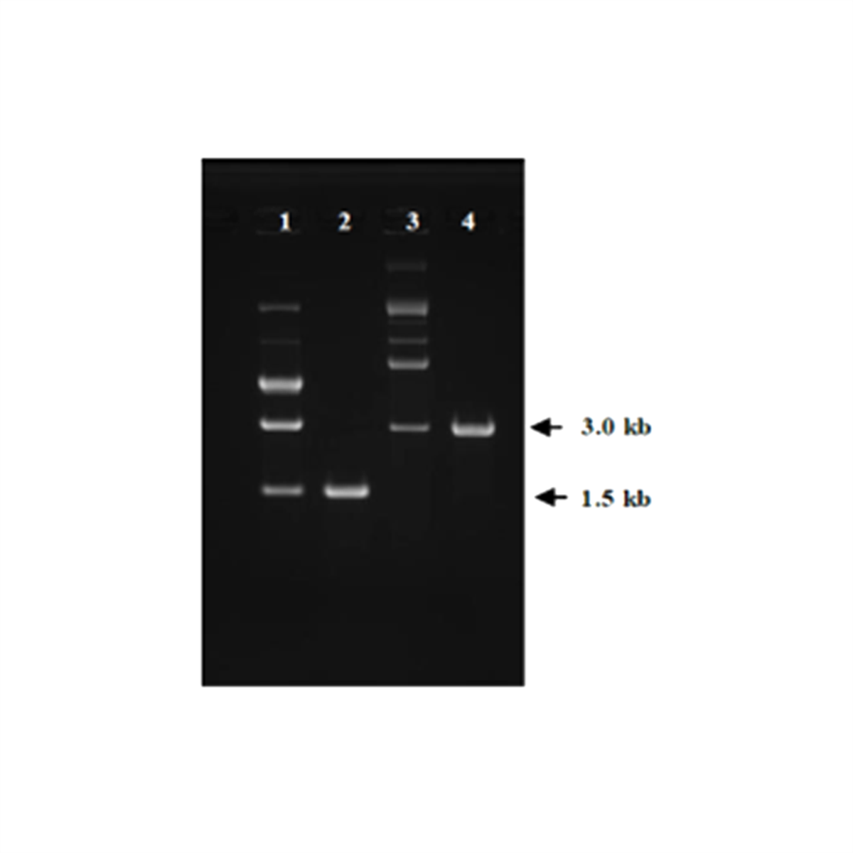 /Content/Upload/Product/DS612_fig1_1200_1_1200_1200.png